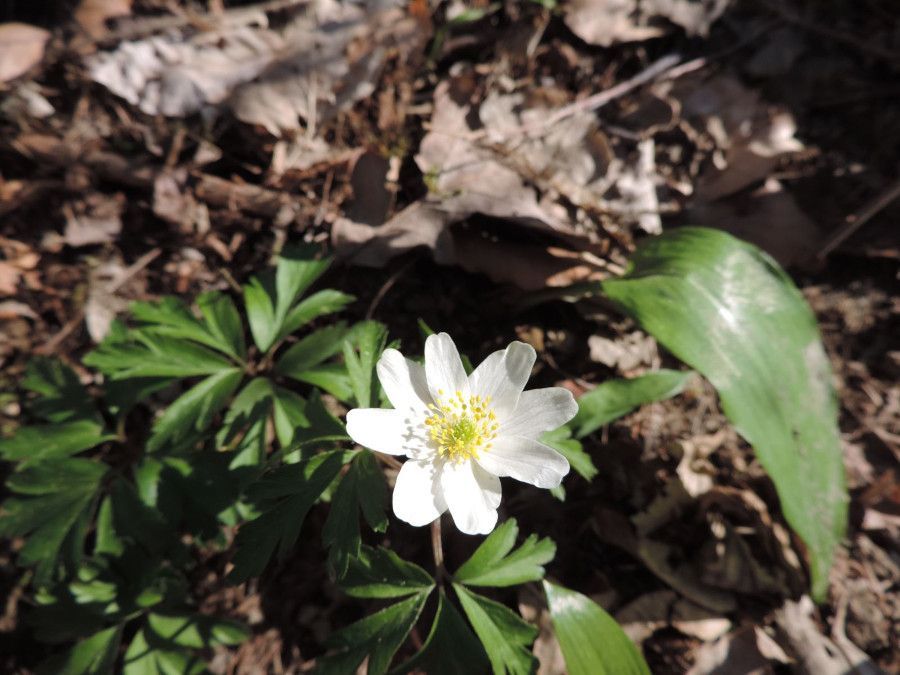 Anemone nemorosa, Allium ursinum